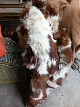 Peau de vache