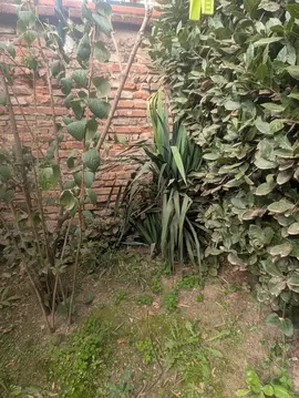Yucca d'extérieur à donner (contre bons soins)