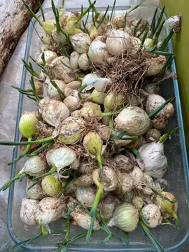 Bulbes de poireaux perpétuels