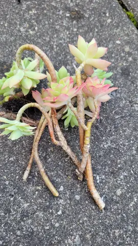 succulentes à planter