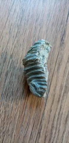 Fossile