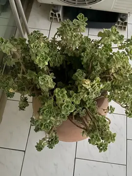 plante grasse assez grande ds la jarre