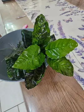 Plante aquarium grosse anubia
