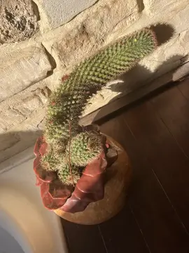 grand cactus