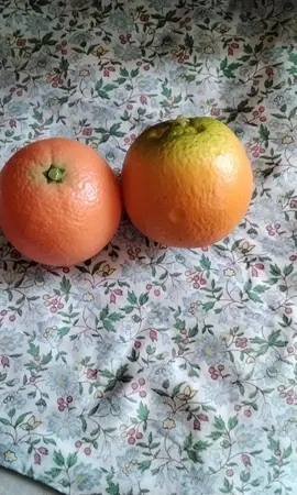 deux oranges artificielles , réservées à Mara.