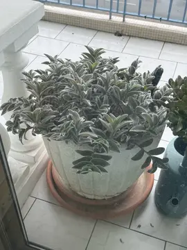 plante grasse et son pot