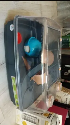 Cage a hamster