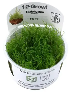 plante aquarium d'eau douce (mousse de java)