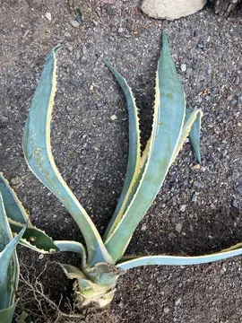 plante grasse