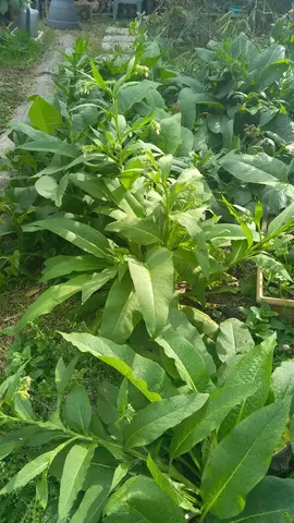 plants de consoudes