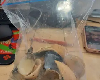Coquillage