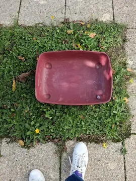 bac à litière chat