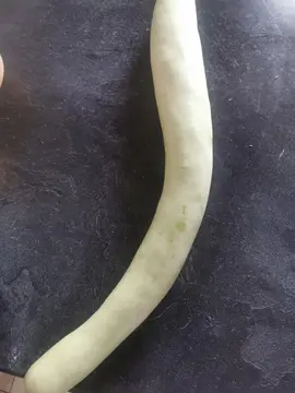 Courgette type serpent de Sicile
