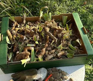 Rhizomes d’Iris
