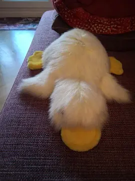 Peluche ORNITHORYNQUE