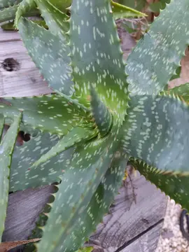 aloe