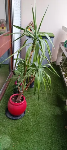 yucca
