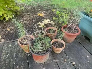 Plants de romarin