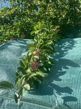 pommes
