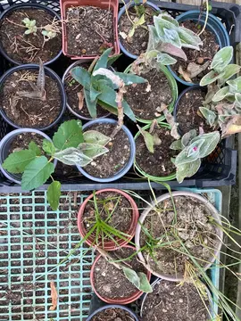 boutures succulentes