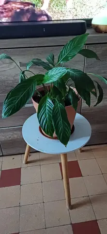 plante