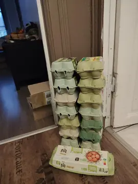 boîtes d'oeufs