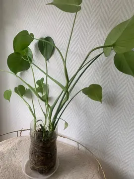 Bébé monstéra déliciosa