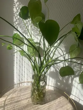 Bébé monstéra déliciosa