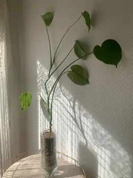 Bébé monstéra déliciosa