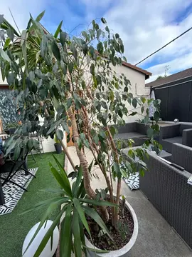 arbre ficus et yuka intérieur