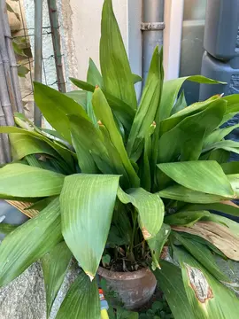 ASPIDISTRA