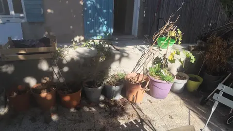 Pots avec terre et plantes