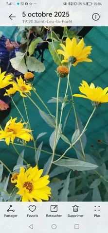 Bulbes de fleur