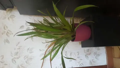 plante verte