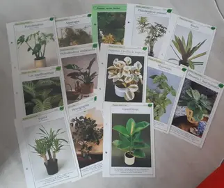 fiches plantes