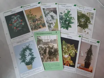 fiches plantes