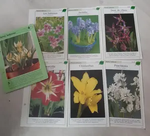 fiches plantes