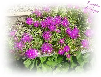 COUVRE SOL POURPIER DE COOPER