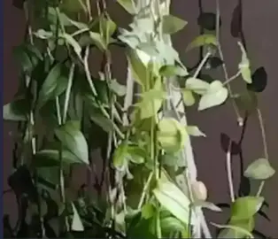 Boutures de plante tombante misère Tradescantia