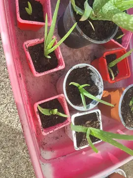 Aloe Vera