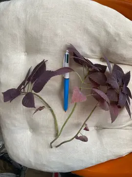 boutures coleus 1