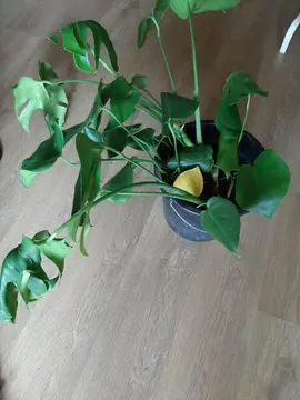 monstera à rempoter