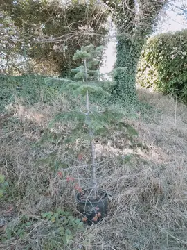 sapin