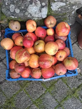 donne pommes variées