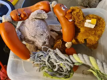 jouets pour chien