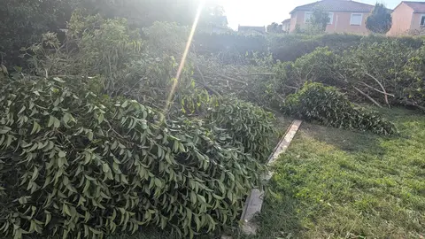 branches