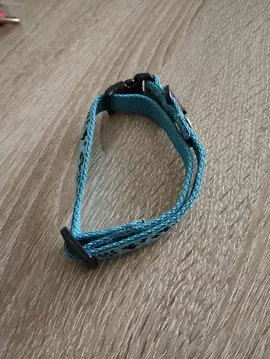 collier chien