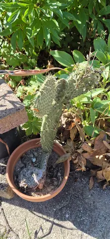 cactus en pot