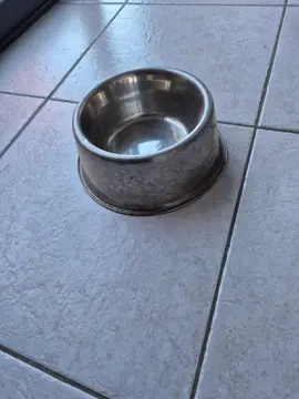 gamelle pour chien