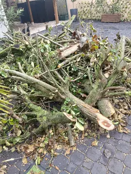 Branches